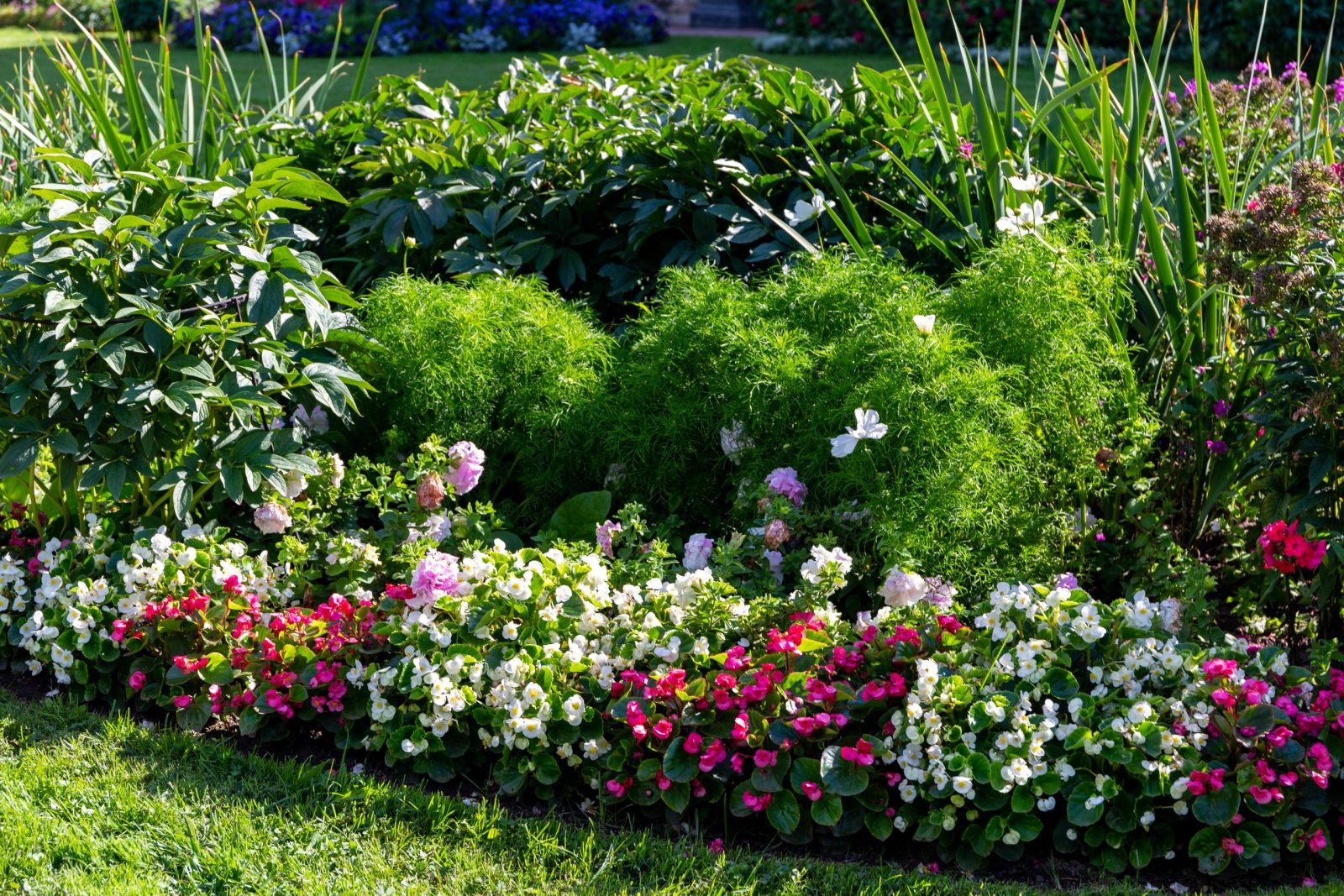beautiful-flowers-are-planted-garden