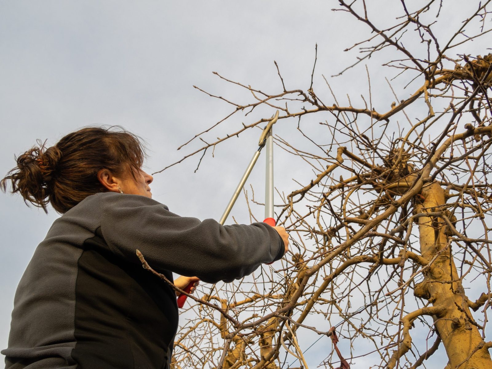 Bottom view of a woman pruning fruit trees in winter with shears. Agriculture concept