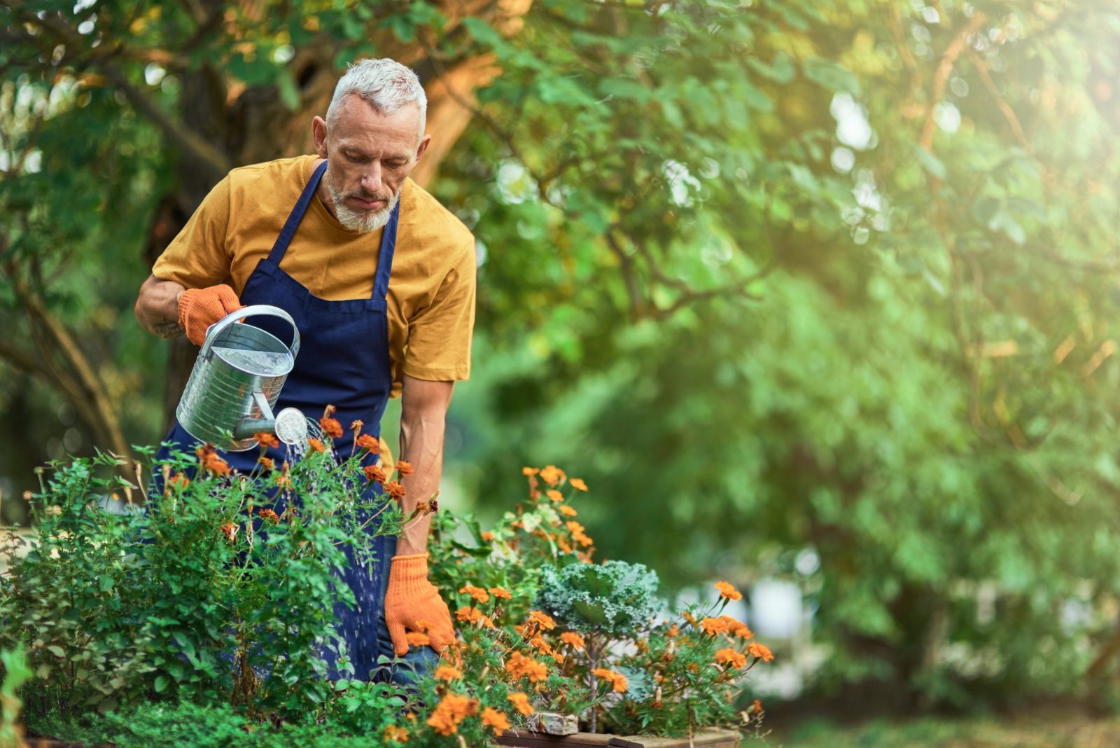 Handsome middle aged caucasian farmer watering blooming flowers with steel watering can in sunny garden. Gardening concept. Small business